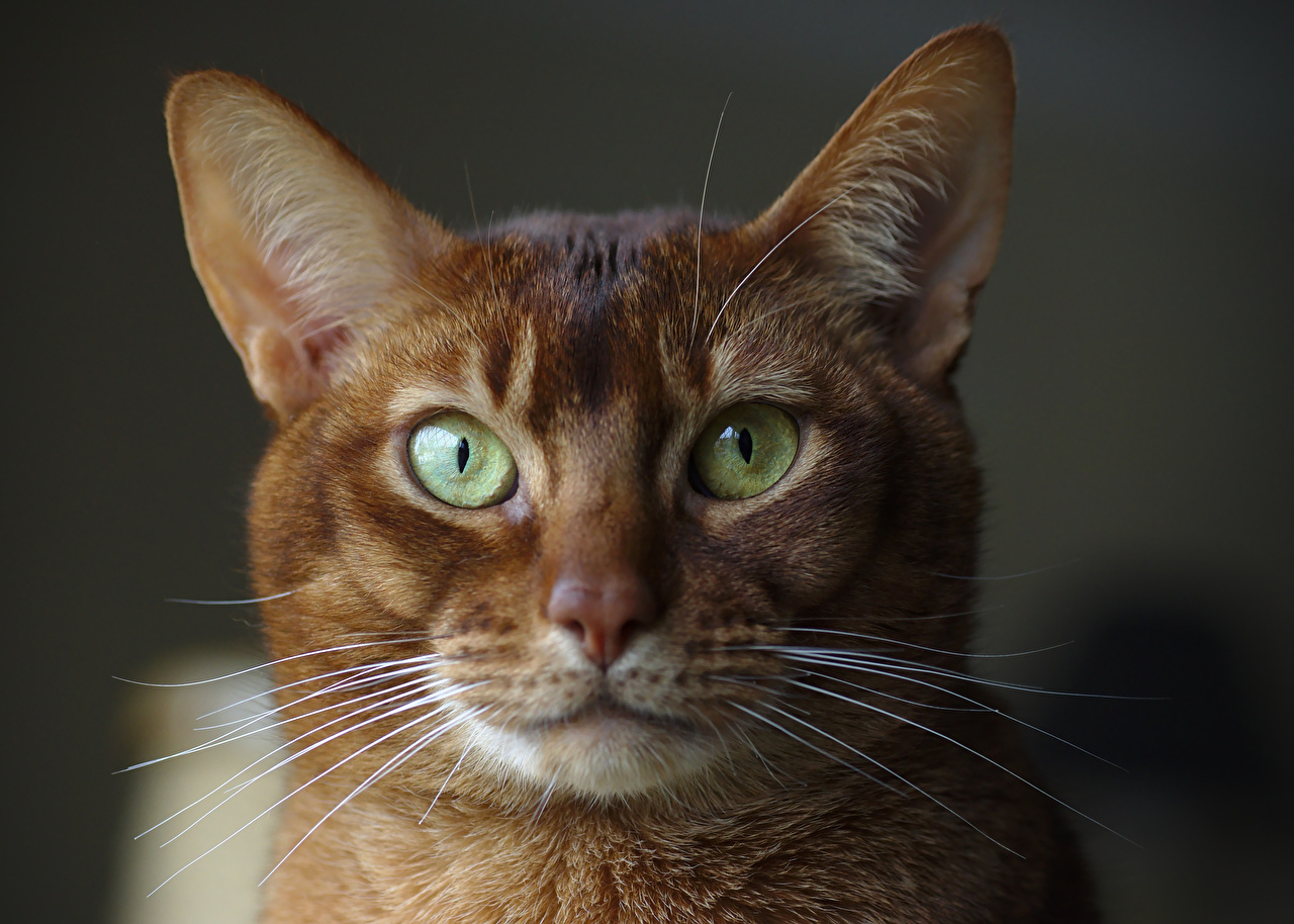Abyssinian grooming
