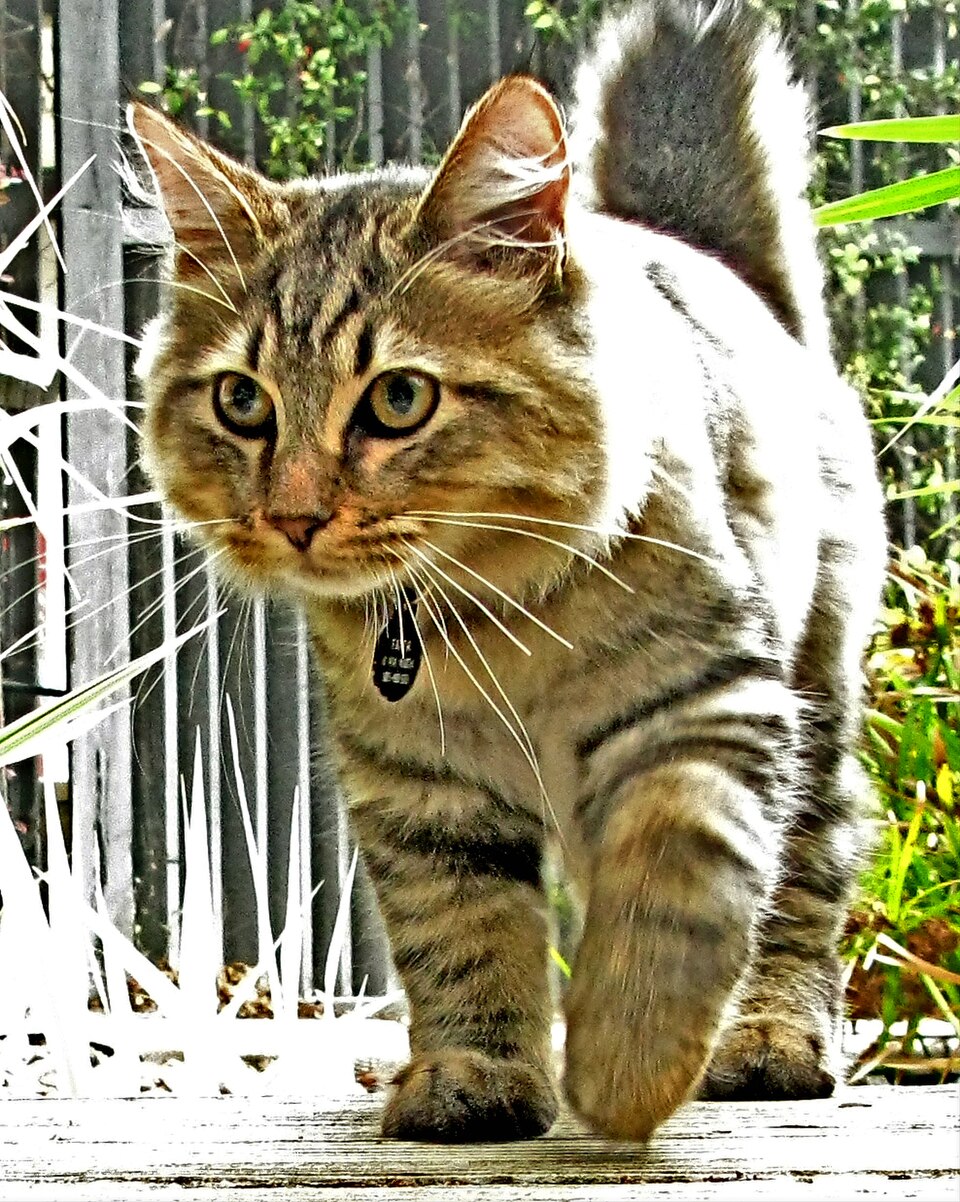 American Bobtail grooming