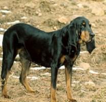 American English Coonhound