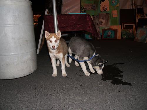 American Eskimo Dog