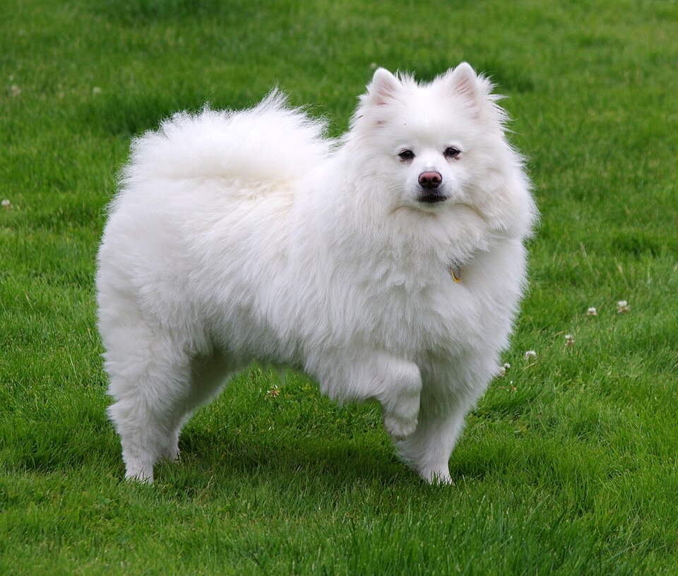 American Eskimo Dog grooming