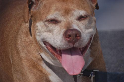 American Hairless Terrier