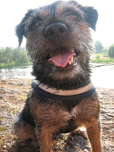 American Hairless Terrier