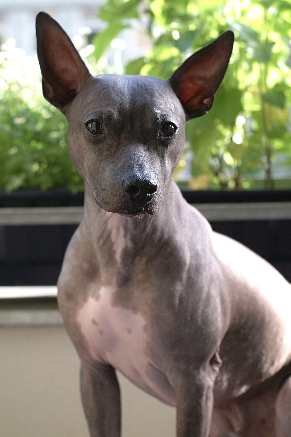 American Hairless Terrier grooming