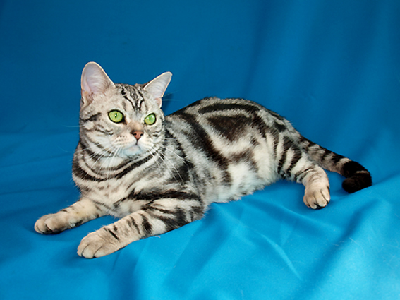 American Shorthair grooming