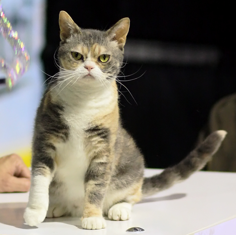 American Wirehair grooming