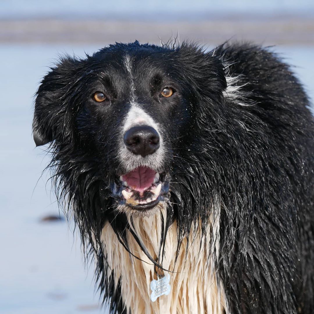 Australian Shepherd
