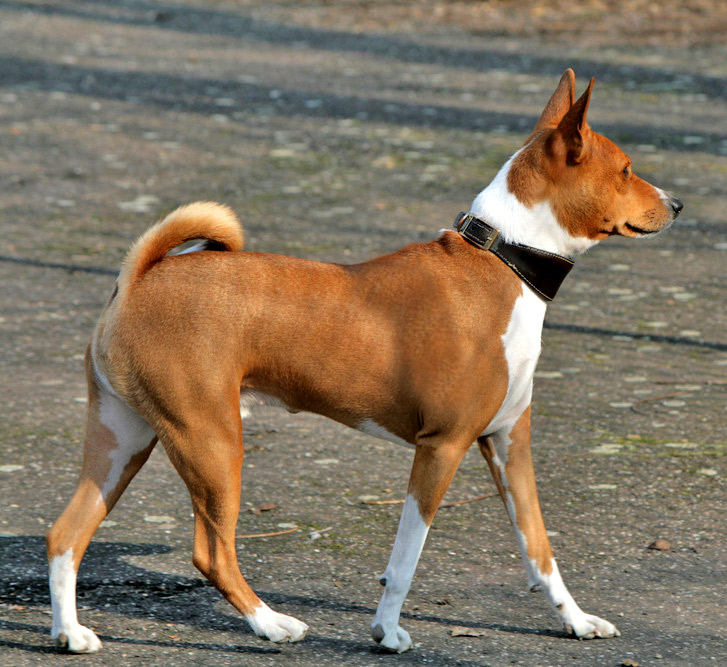 Basenji grooming