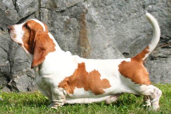 Basset Hound grooming