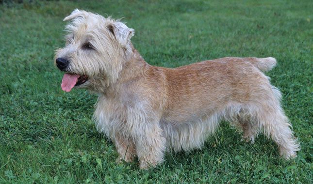 Bearded Collie