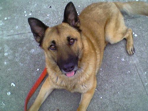 Belgian Malinois