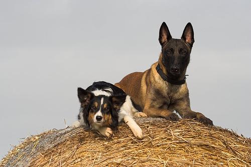 Belgian Malinois