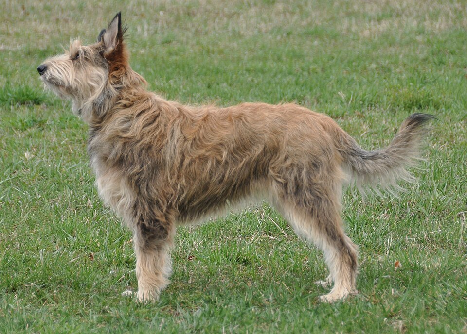 Berger Picard grooming