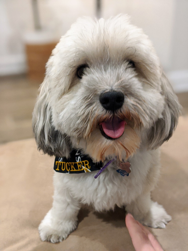 Bichon Frise