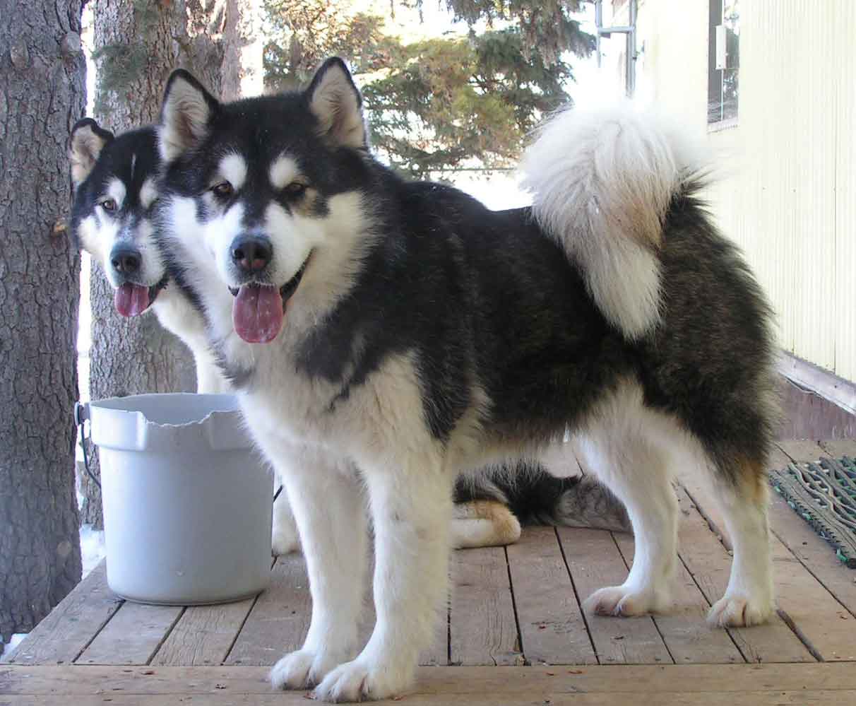 Biewer Terrier