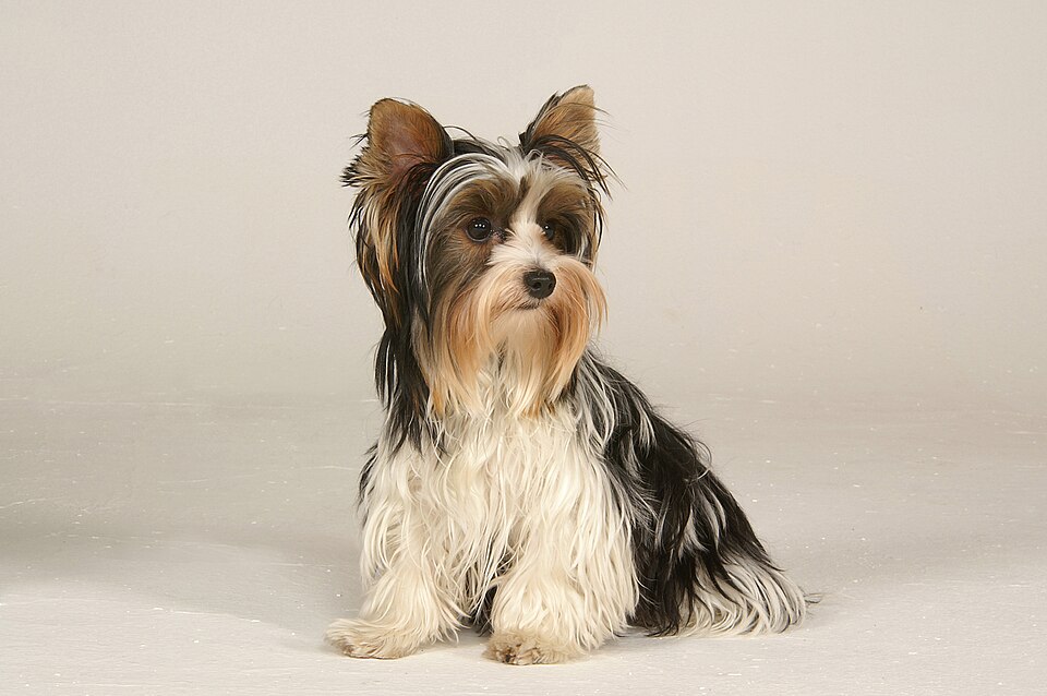 Biewer Terrier grooming
