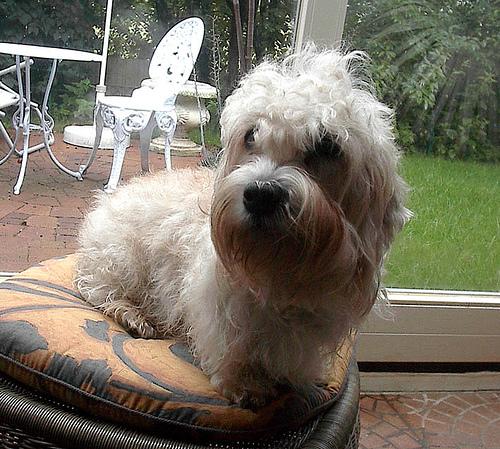 Black Russian Terrier