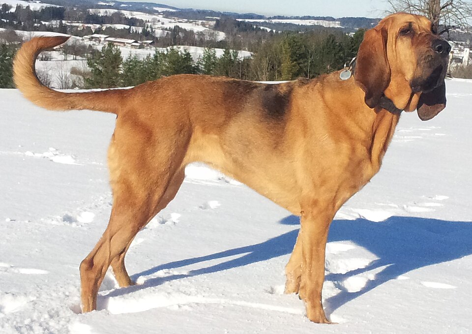 Bloodhound grooming