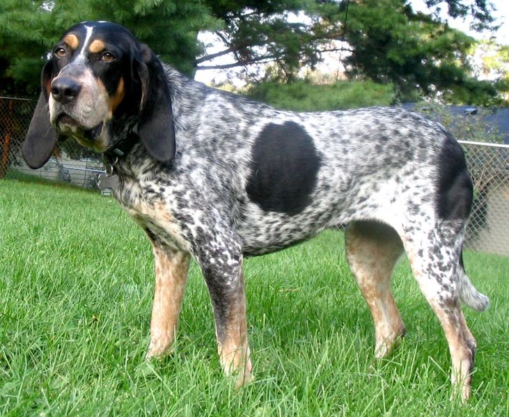 Bluetick Coonhound grooming
