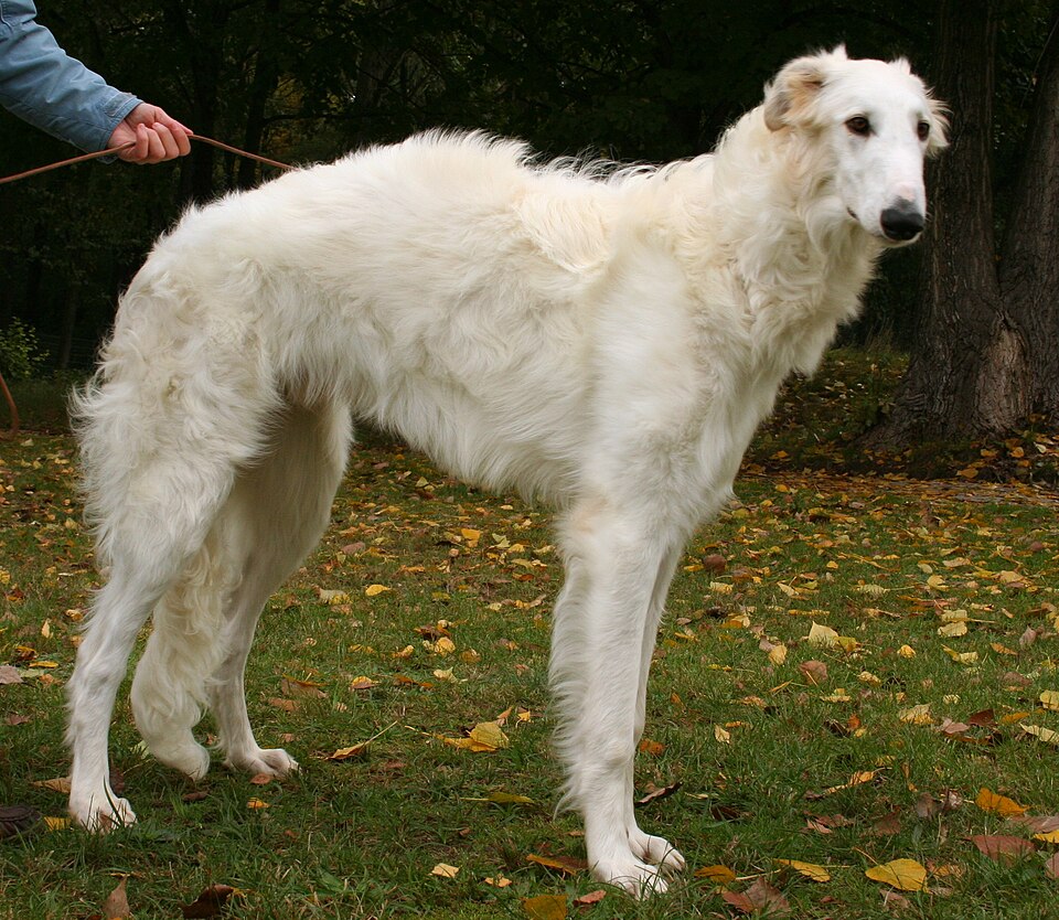Borzoi grooming