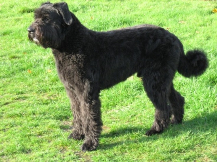 Bouvier des Flandres grooming