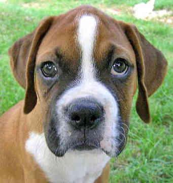 Boxer