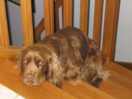 Boykin Spaniel