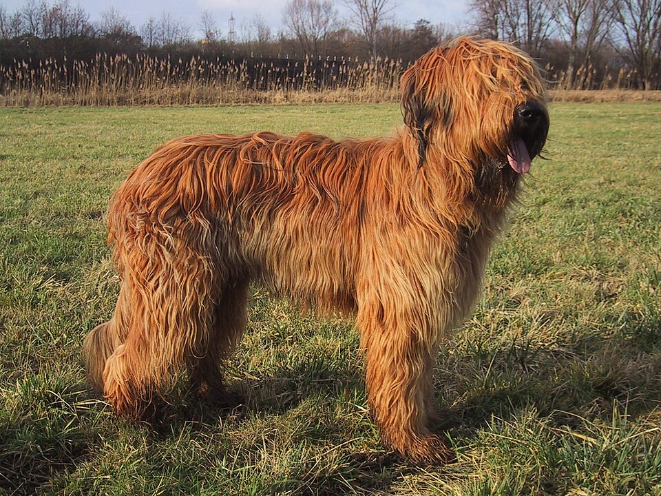 Briard grooming