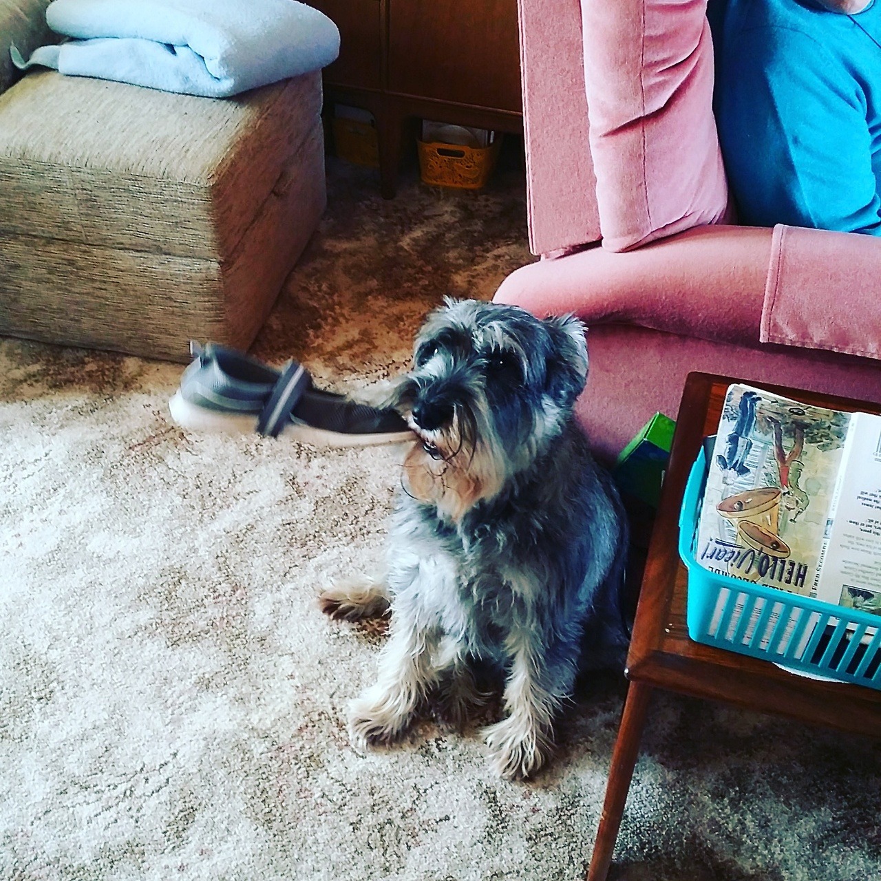 Brussels Griffon