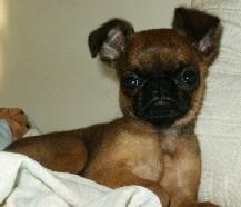 Brussels Griffon grooming