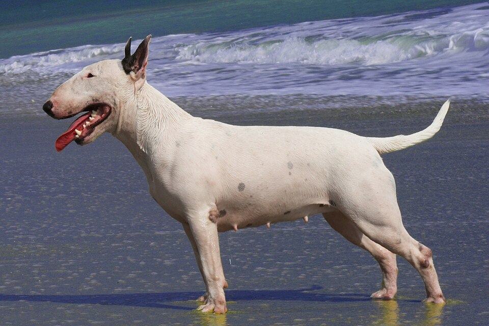 Bull Terrier grooming