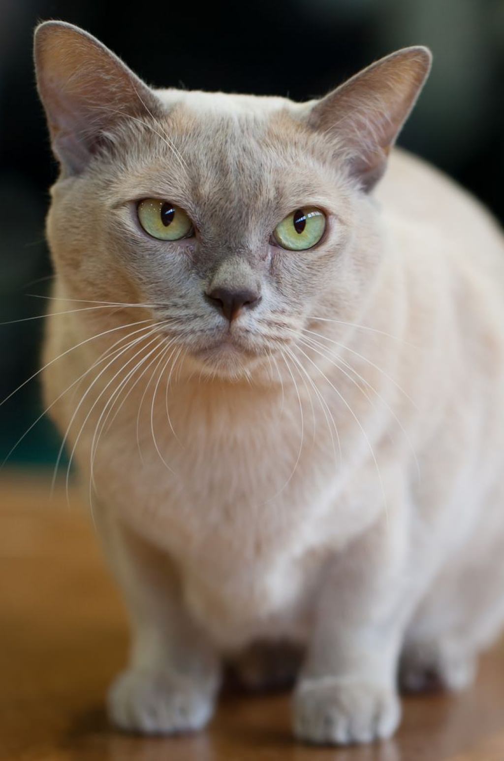 Burmese grooming