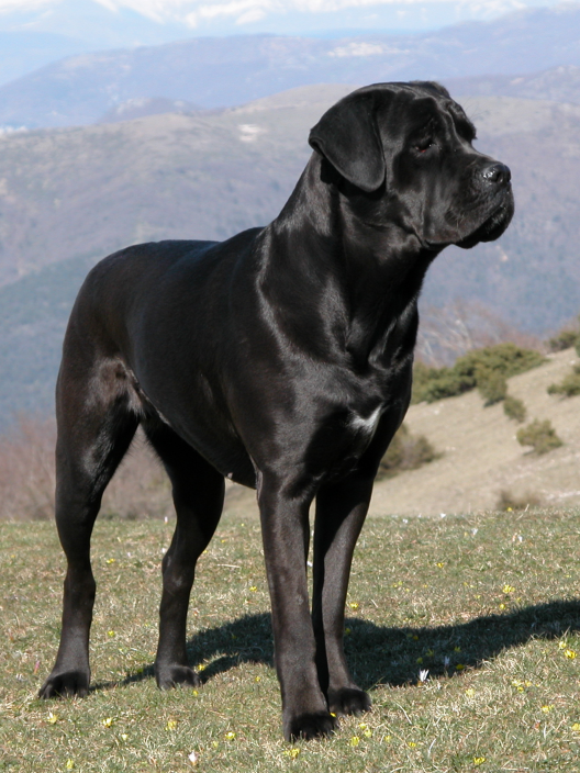 Cane Corso grooming