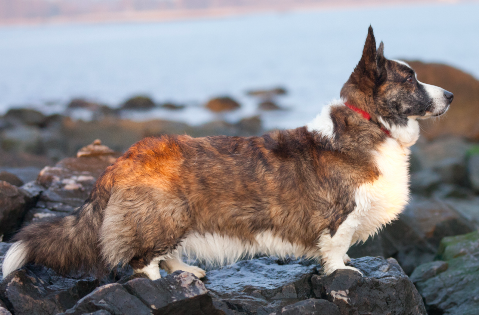 Cardigan Welsh Corgi grooming
