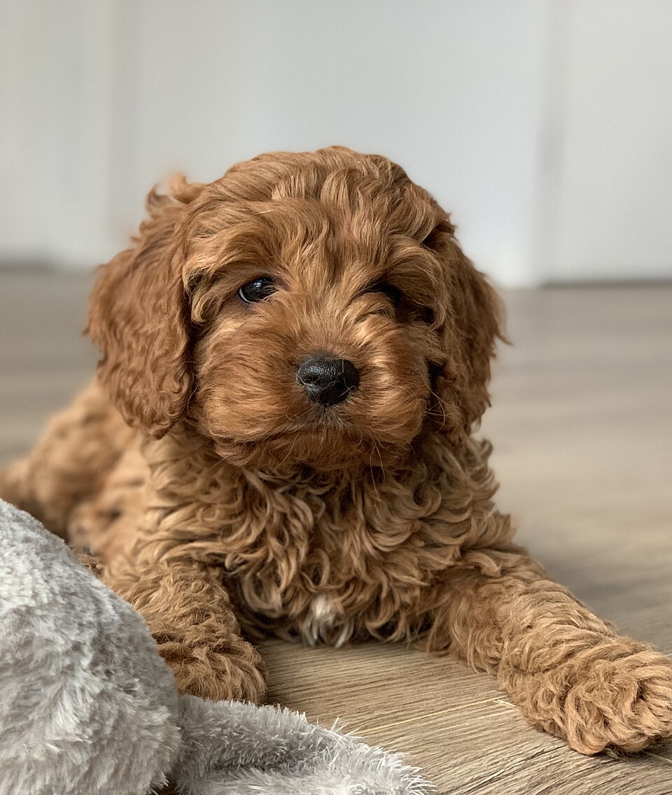 Cavapoo grooming