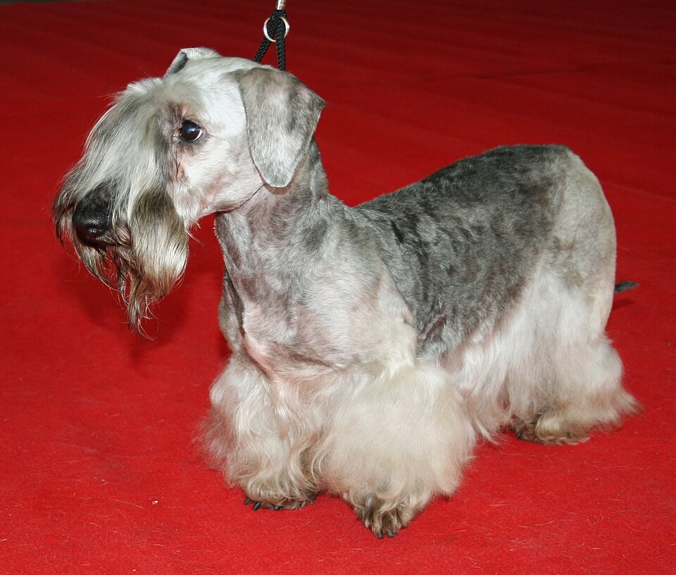 Cesky Terrier grooming