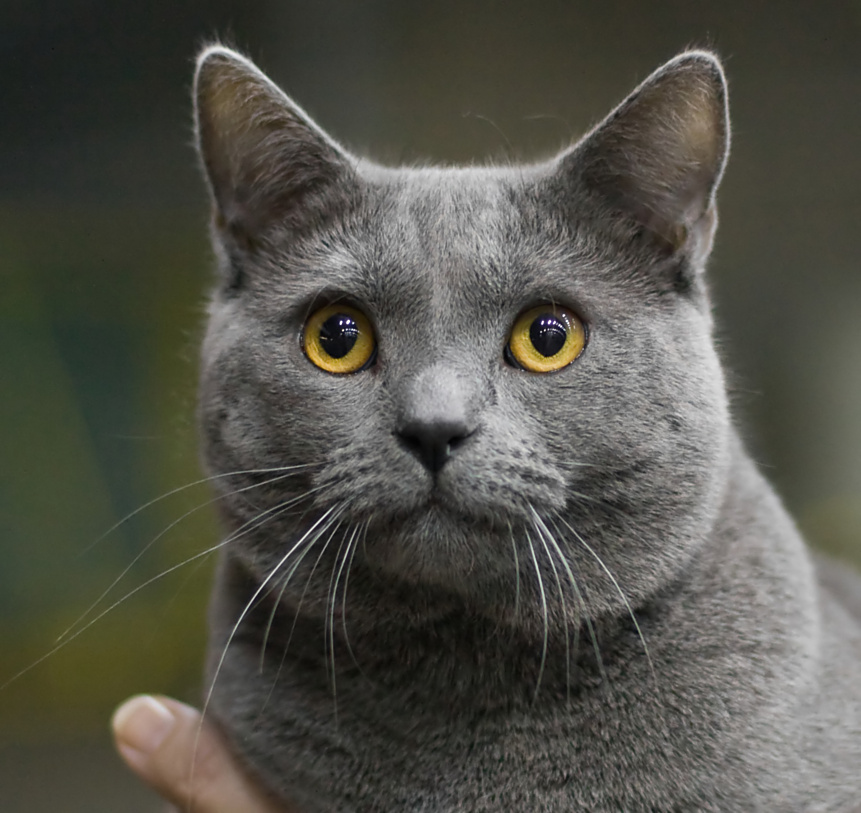 Chartreux grooming