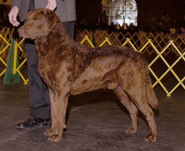 Chesapeake Bay Retriever grooming