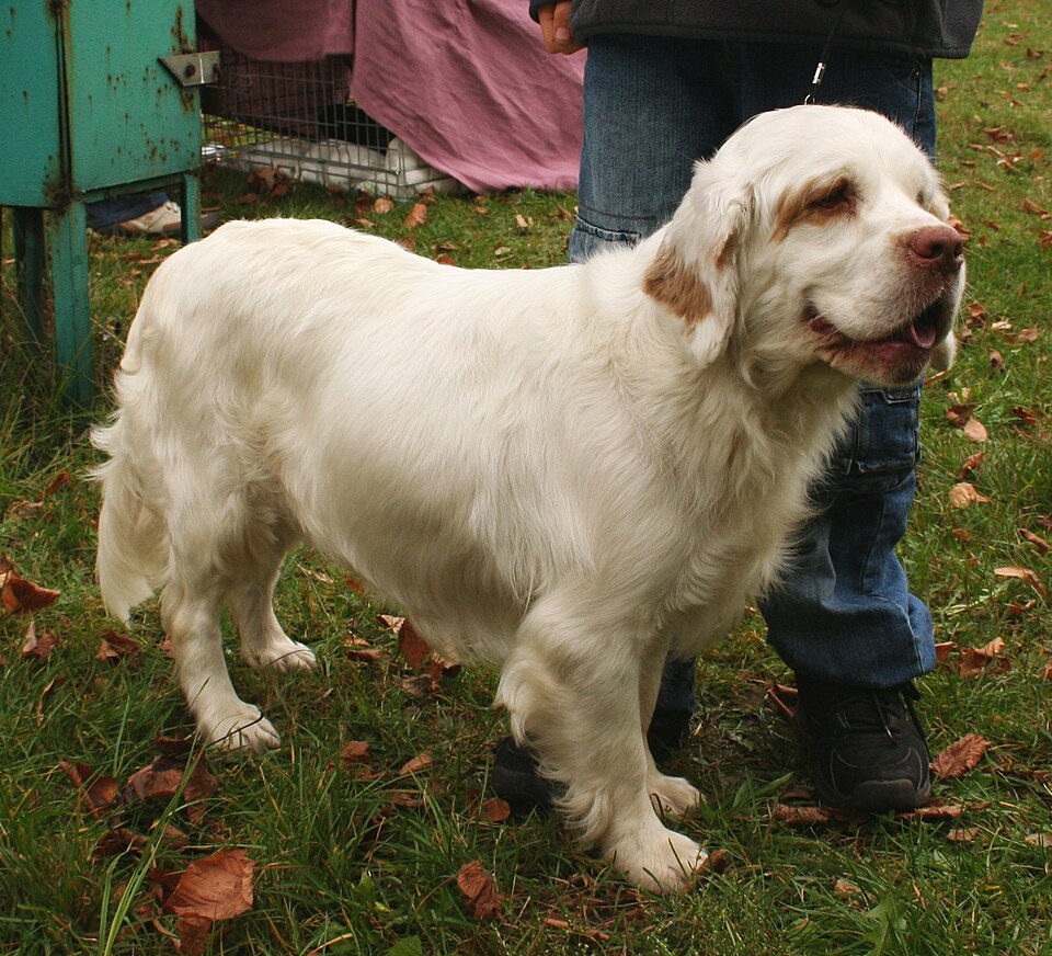 Clumber Spaniel grooming