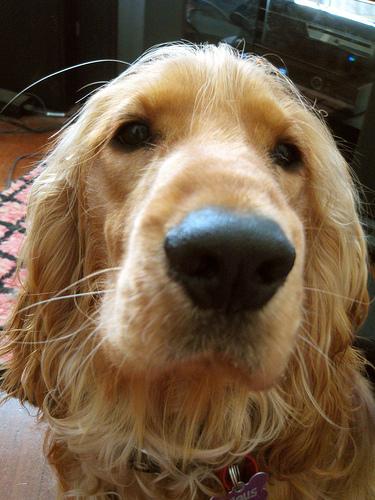 Cocker Spaniel