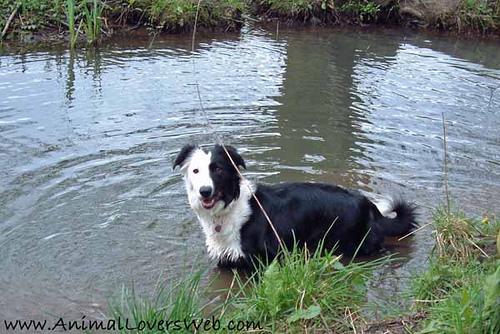 Collie