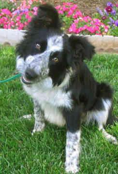 Collie