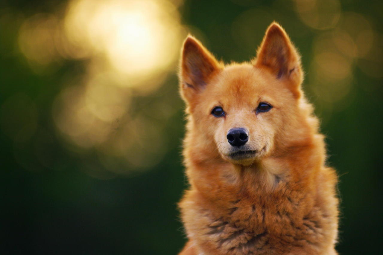 Corgidor grooming