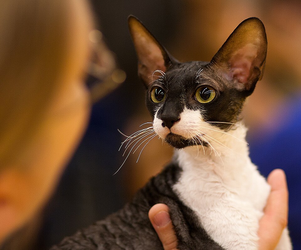 Cornish Rex grooming