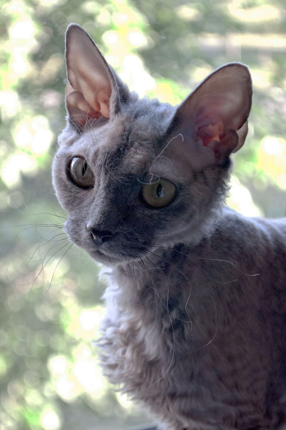 Devon Rex grooming