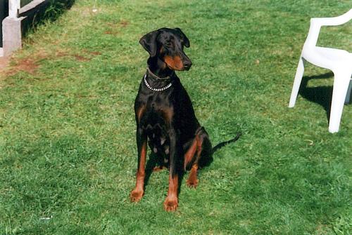 Doberman Pinscher grooming