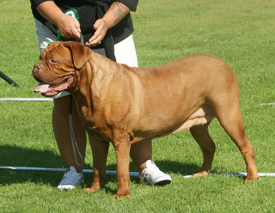 Dogue de Bordeaux grooming