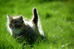 Domestic Longhair