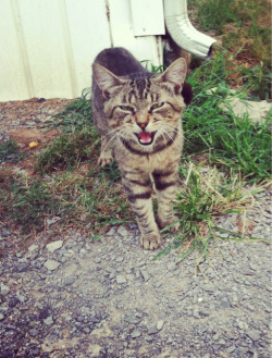 Domestic Shorthair grooming