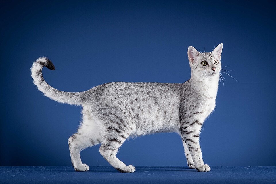 Egyptian Mau grooming